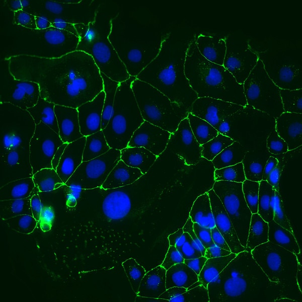IF of Caco-2 cells labeled with DSHB antibody ZO1 6B6E4 against Tight junction protein ZO-1 (green). Image credit: Yang-Nim Park, DSHB